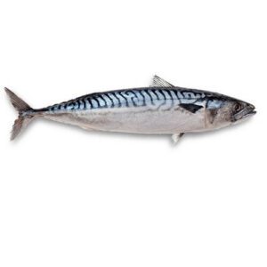 Atlantic Mackerel