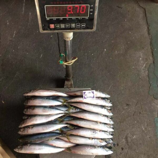 Atlantic Mackerel