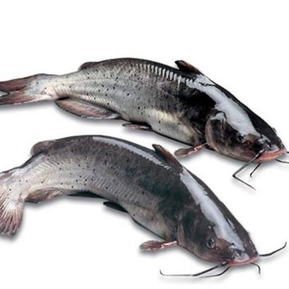 Catfish