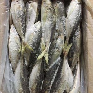 Horse Mackerel
