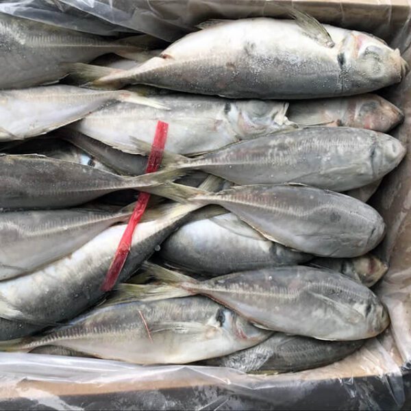 Horse Mackerel