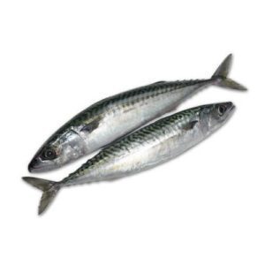 Horse Mackerel